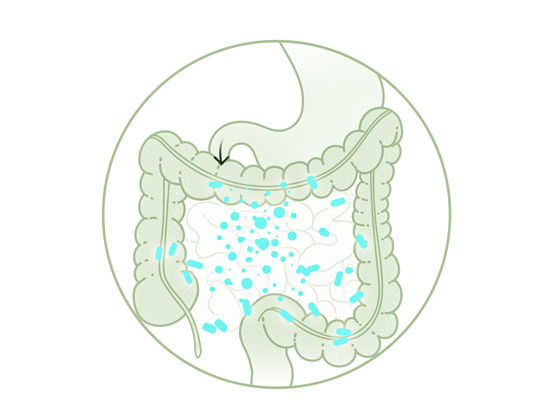 Ausbreitung im Darm