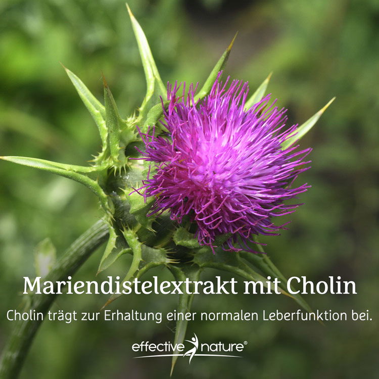 Blühende Mariendistel mit Text: Mariendistelextrakt mit Cholin, zur Erhaltung der Leberfunktion