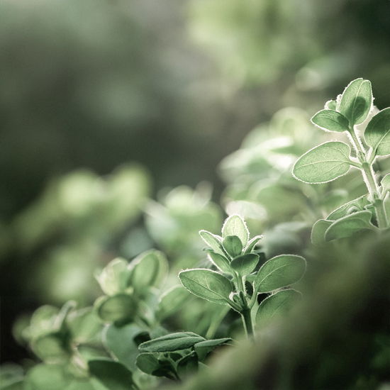 Die Oreganopflanze in voller Blüte