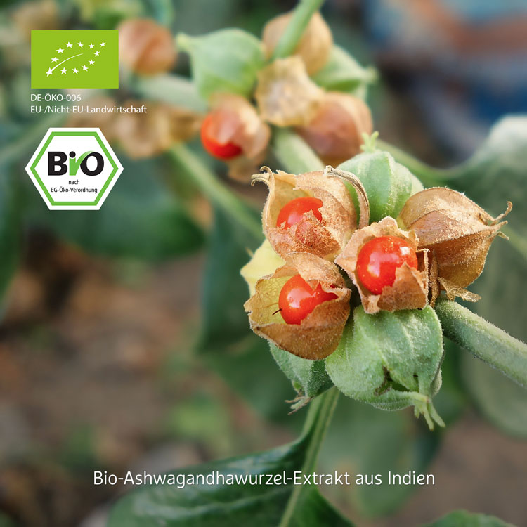 Ashwagandha-Extrakt Tabletten - Bio  - 120 Stk. - 36g