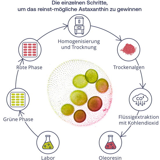 Produktion von Bio-Astaxanthin