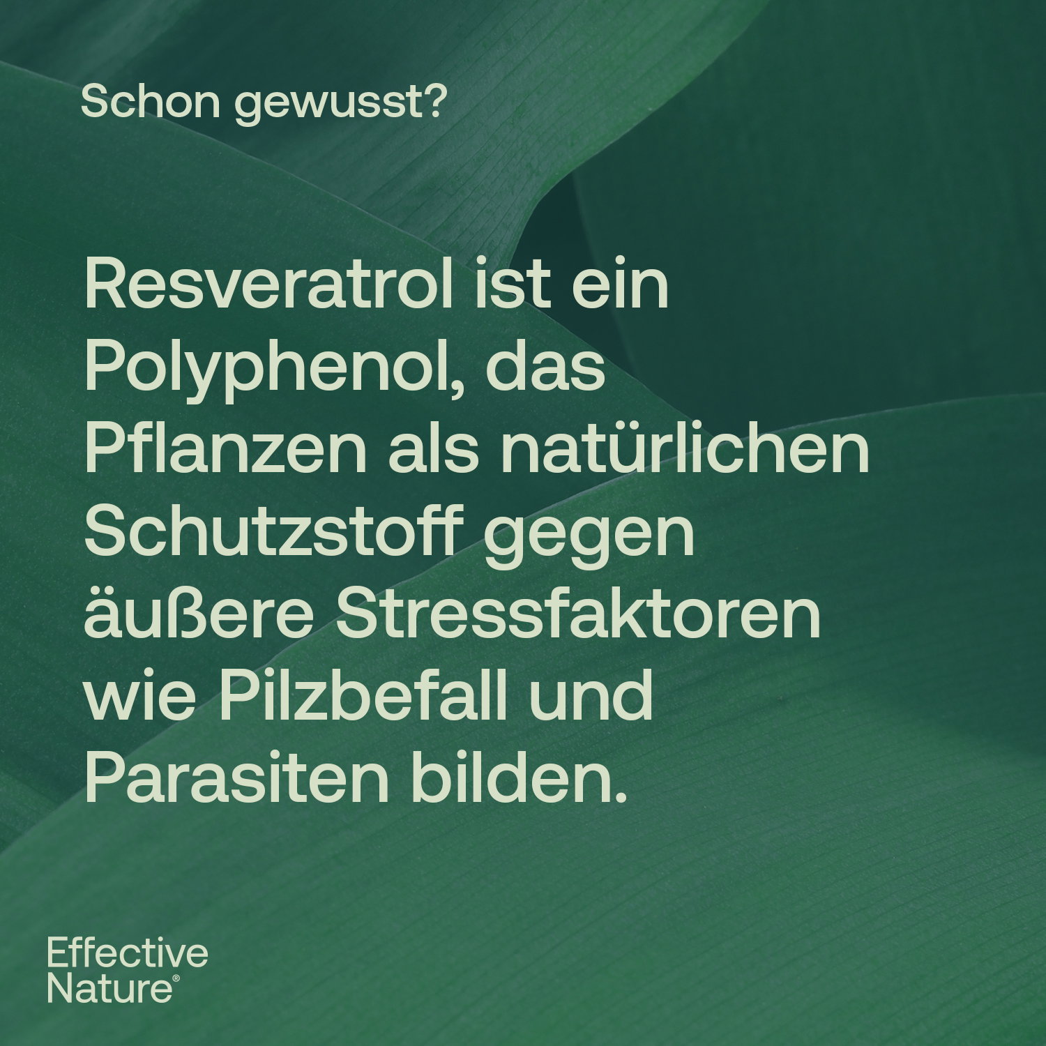 Resveratrol Plus Kapseln - 60 Stk. - 40g