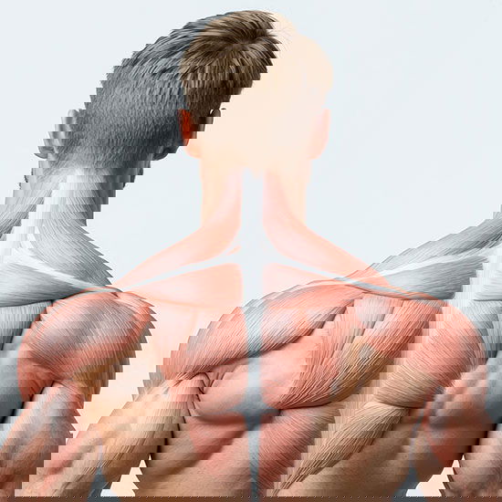 Proteine bilden die Hauptbausteine unserer Muskeln. Illustration Muskelfasern des Rückens eines Mannes