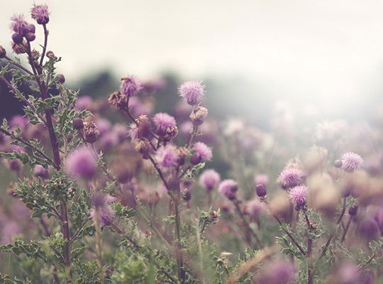 Blumen