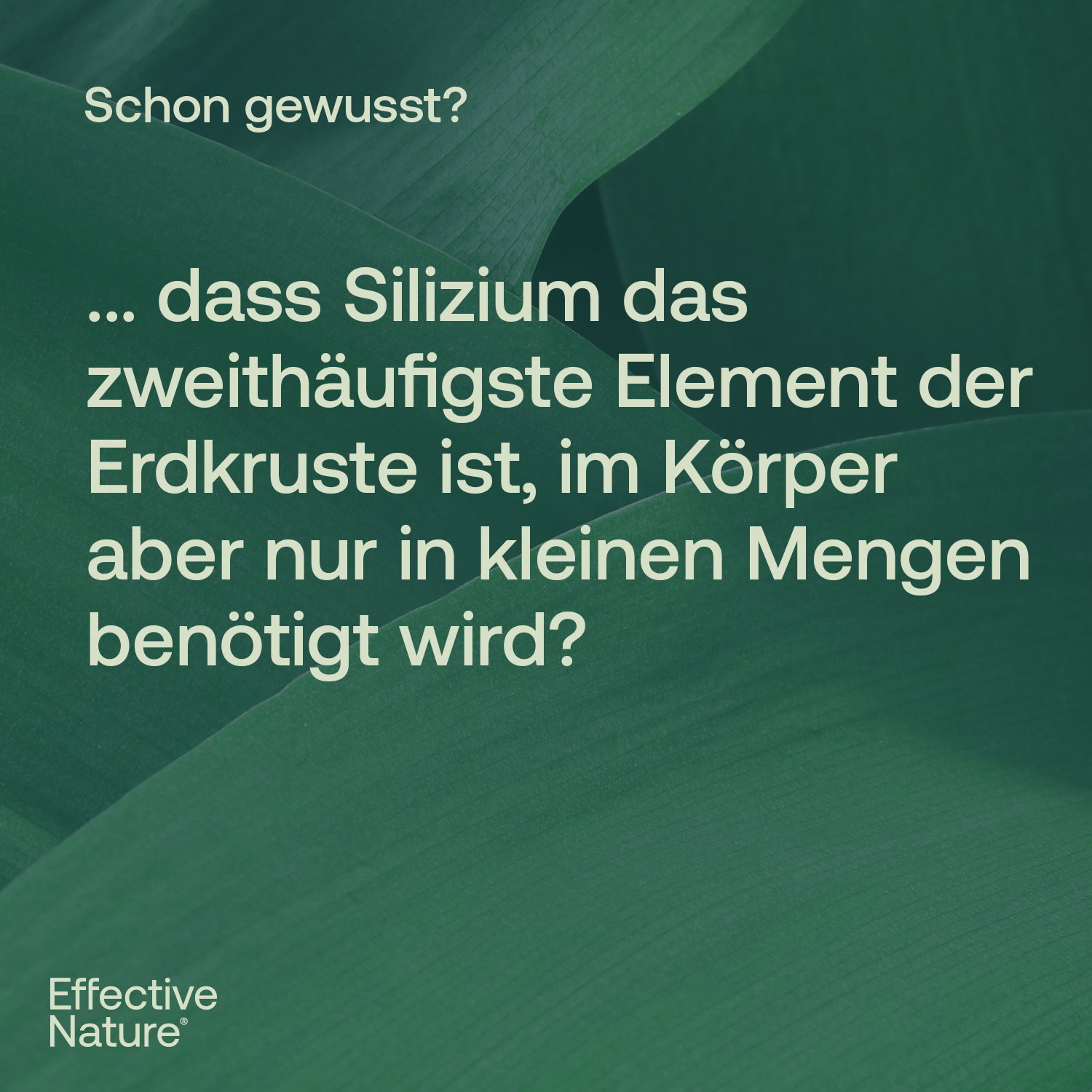 Silizium hochdosiert Kapseln - 180 Stk. - 85g
