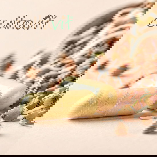 Der Vitamin-B-Komplex