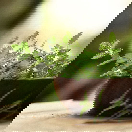 Oregano-Öl von Athina Oregano-Öl von Athina
