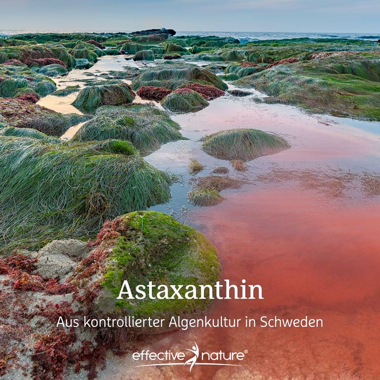 aus kontrollierter Algenkultur in Schweden