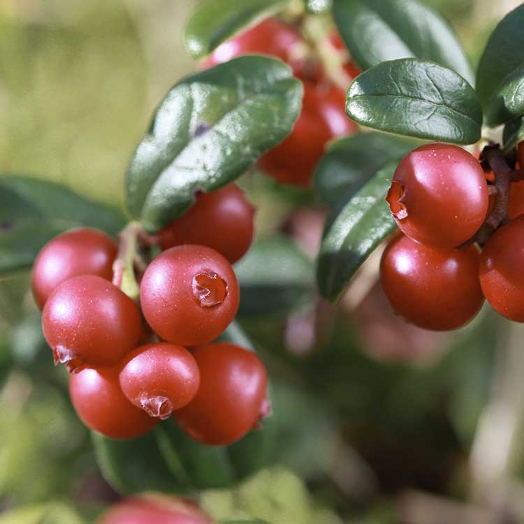 Preiselbeerextrakt Preiselbeeren an einem Strauch