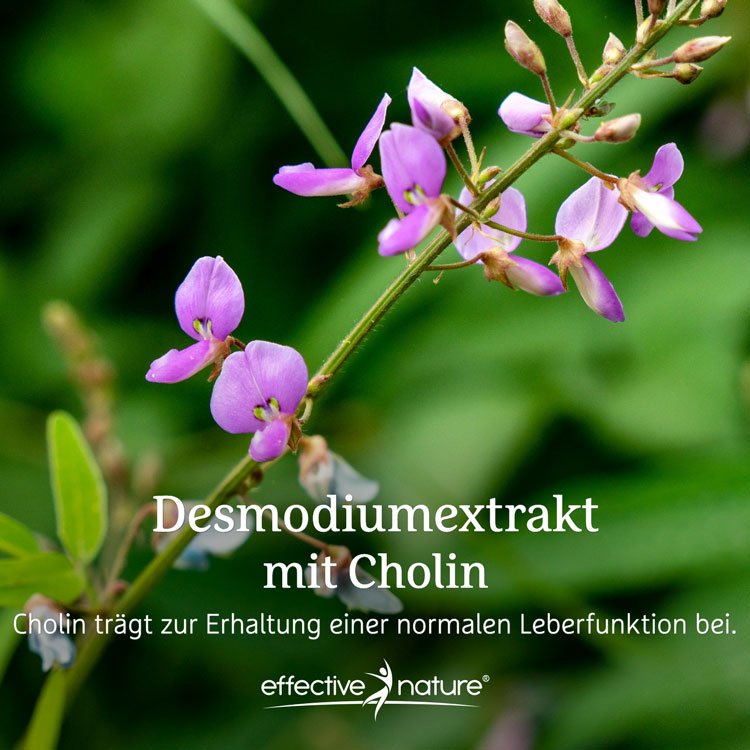 Desmodium Kapseln - 90 Stk. - 40g