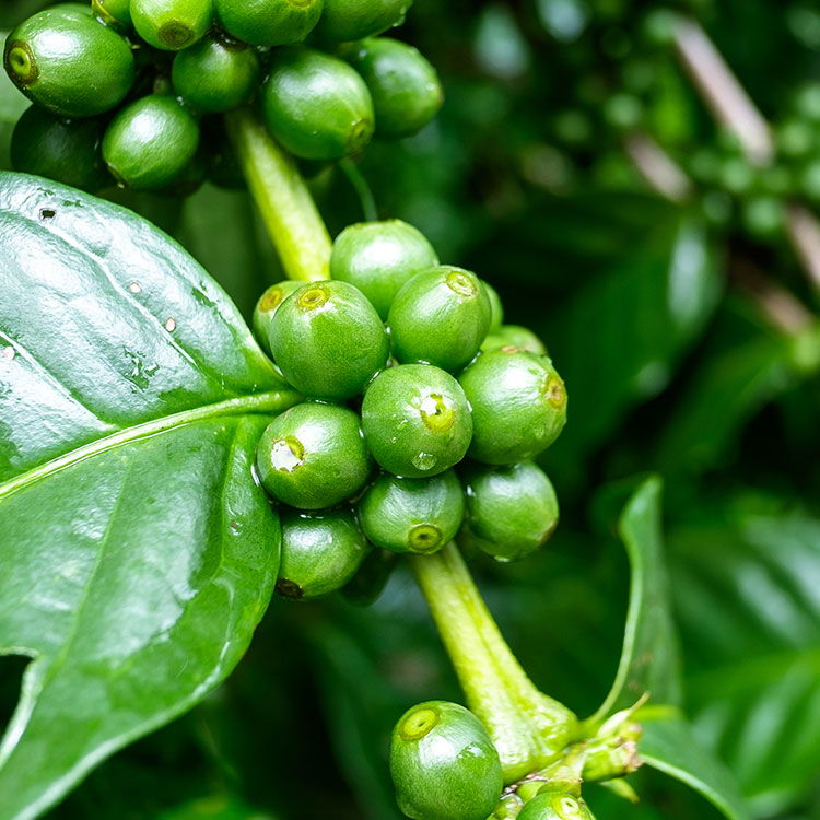Nahaufnahme von unreifen, grünen Kaffeebohnen an einem Zweig mit glänzenden Blättern