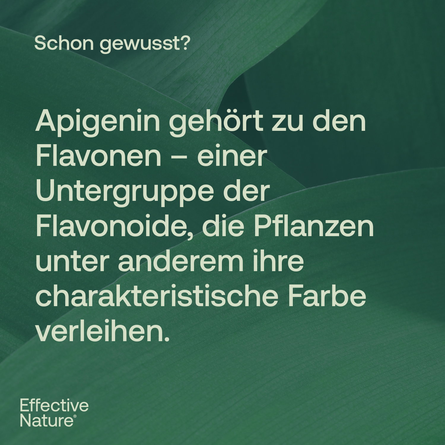 Apigenin Kapseln - 120 Stk. - 74g