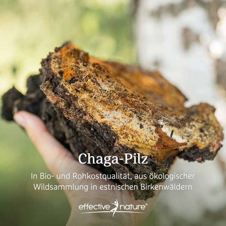Chaga Pilzstücke - Bio - 100g