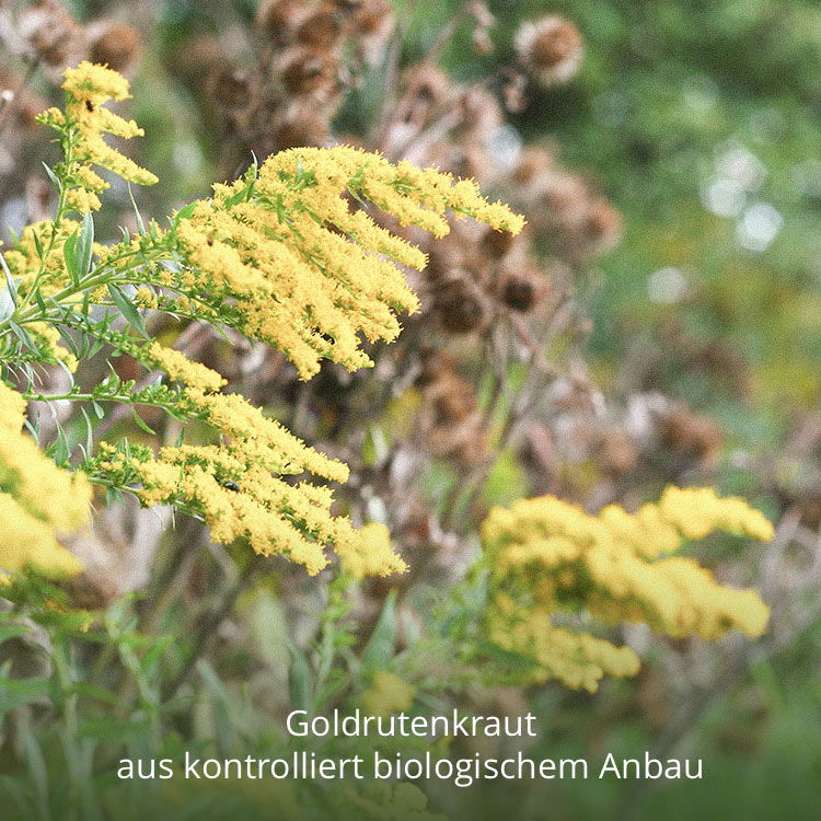 Nahaufnahme von blühendem Goldrutenkraut in einem biologischen Anbaugebiet