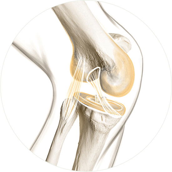 Schematische Darstellung eines Kniegelenkes