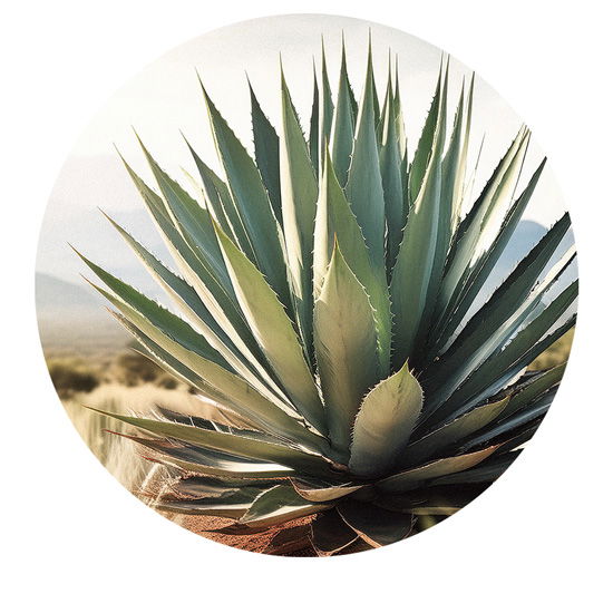 Eine mexikanische Agave