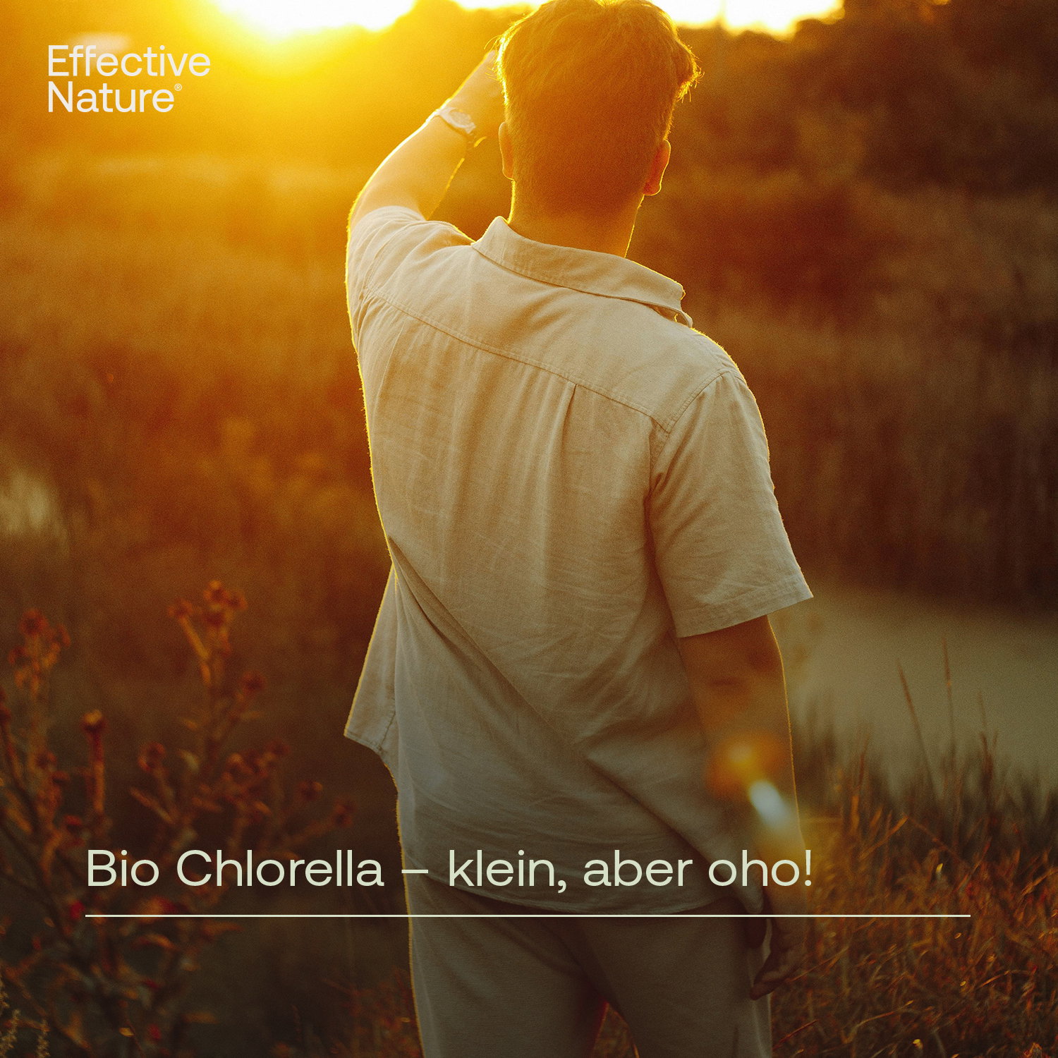 Chlorella-Tabletten