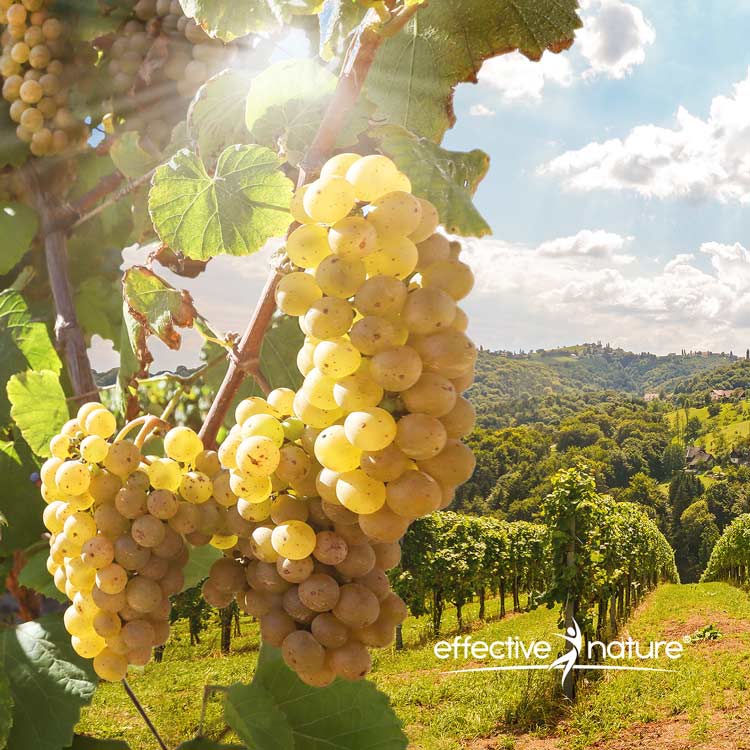 Weintrauben an einer Rebe mit sonnigem Weinberg im Hintergrund