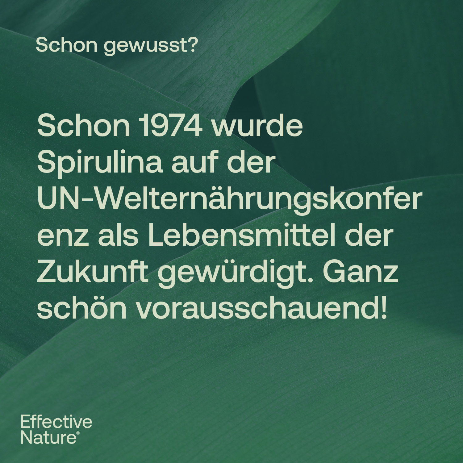 Chlorella & Spirulina - der Bio-Mikroalgenmix