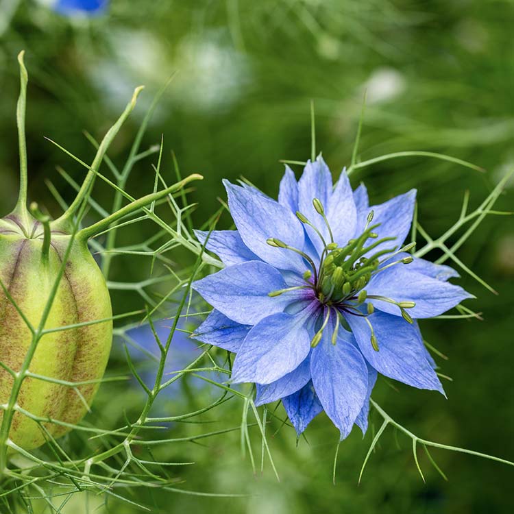 Nigella sativa - die Schwarzkümmelpflanze Nigella sativa - die Schwarzkümmelpflanze