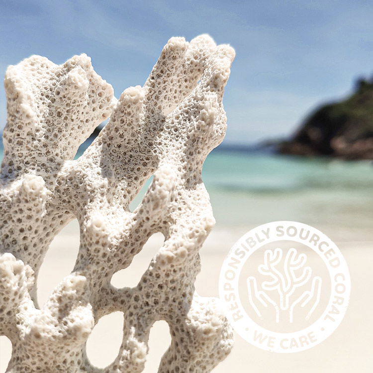 Nahaufnahme einer verantwortungsbewusst gewonnenen Koralle vor einem tropischen Strand und blauem Himmel