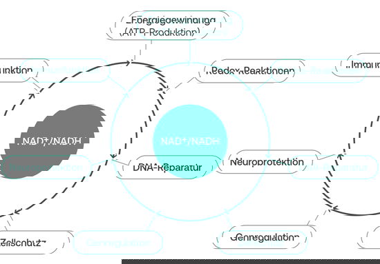 Grafische Darstellung der Aufgaben von NAD+ im Körper
