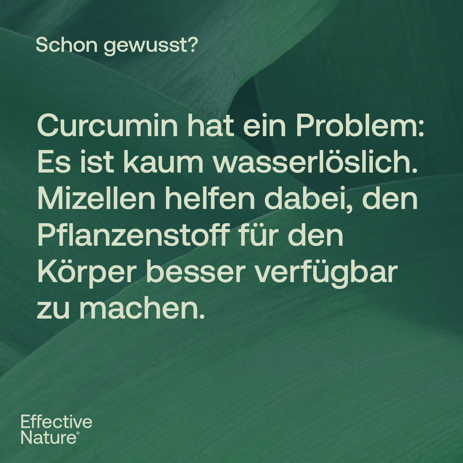 Curcumin hochdosiert Kapseln - 60 Stk. - 36g