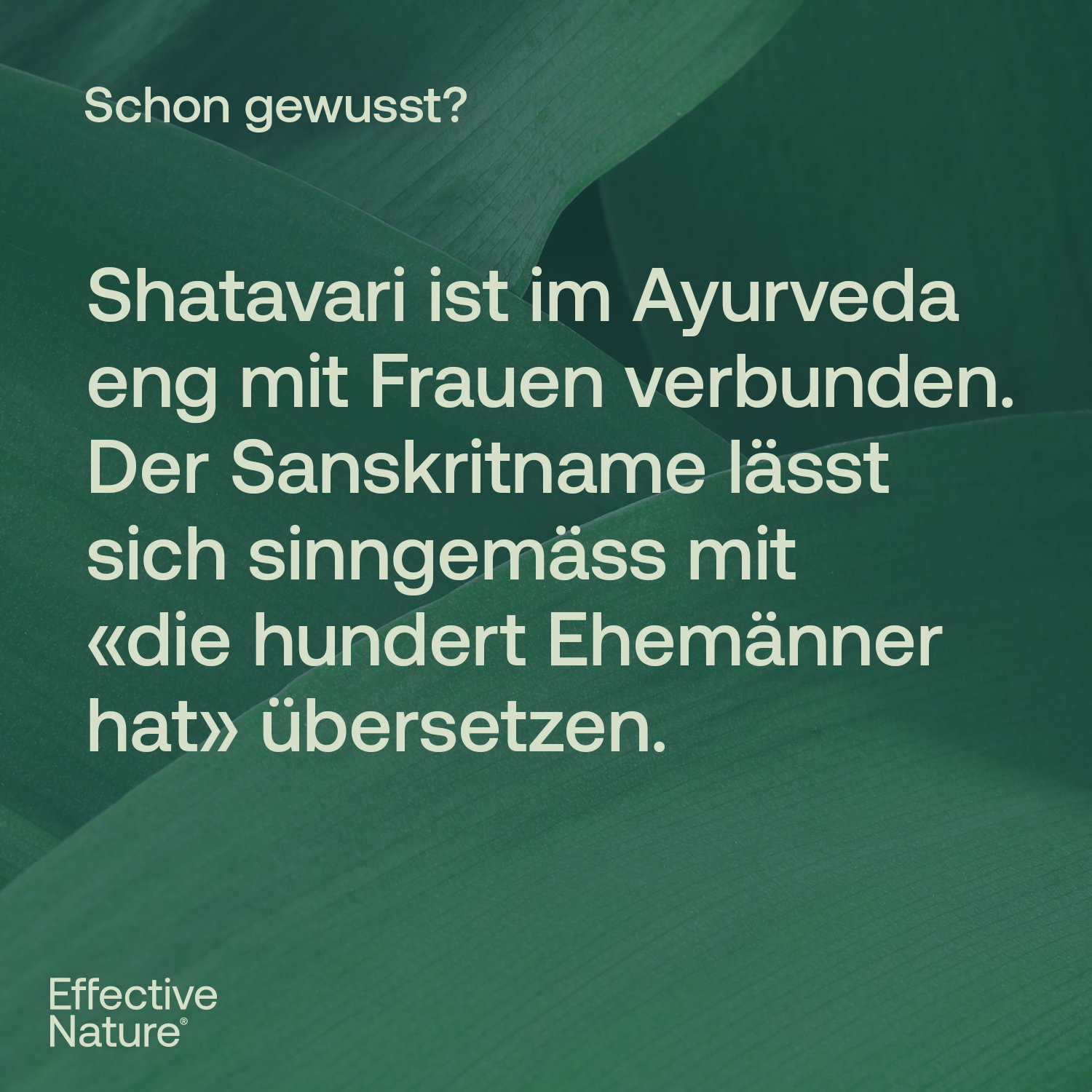 Shatavari Kapseln - Bio - 60 Stk. - 22g
