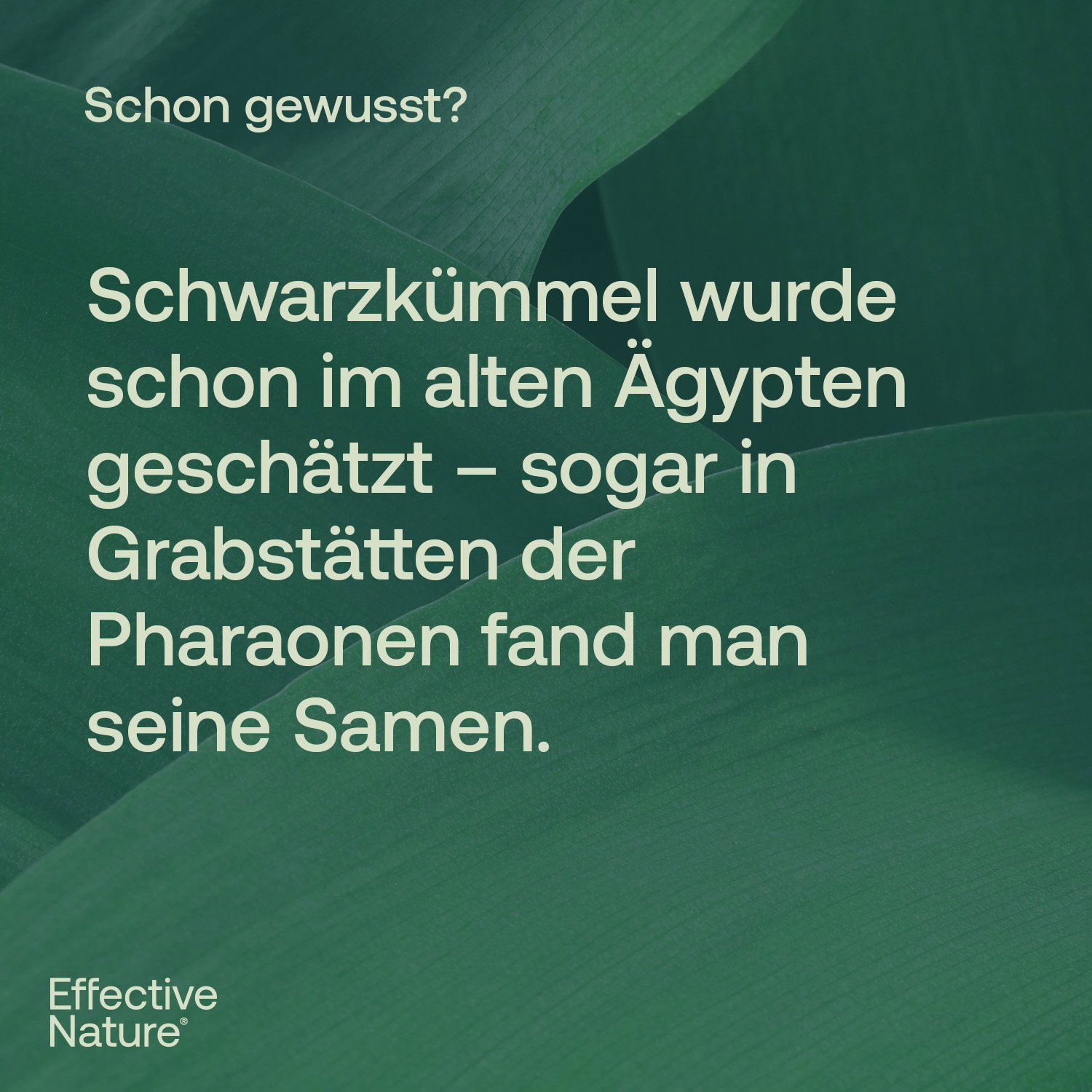 Schwarzkümmelöl Kapseln - Bio - 120 Stk. - 72g
