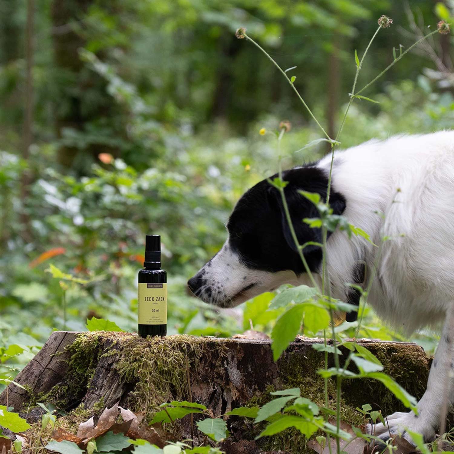 Ein Hund inspiziert ein Zeckenschutz-Spray, das auf einem Baumstumpf im Wald platziert ist.