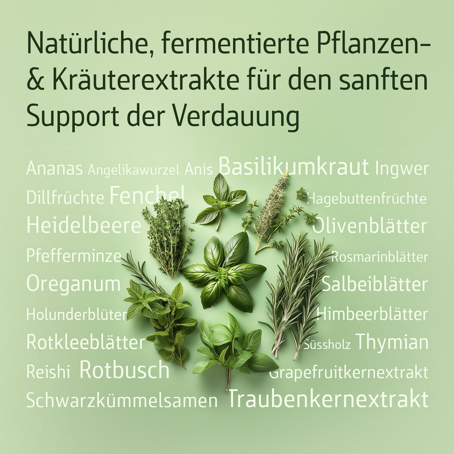 Liste der enthaltenen Pflanzen- und Kräuterextrakte