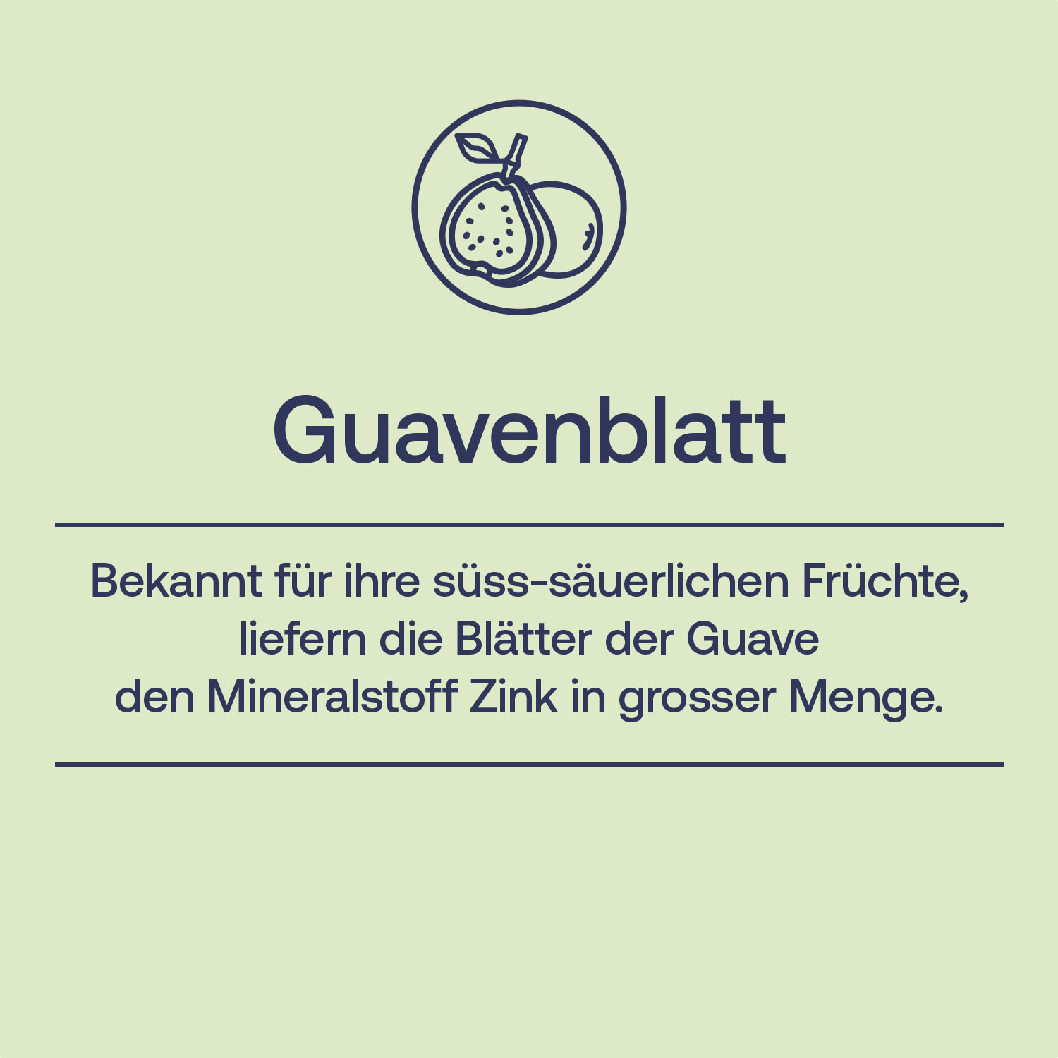 Guavenblatt: bekannt für ihre süss-säuerlichen Früchte, liefern die Blätter der Guave den Mineralstoff Zink in grosser Menge.
