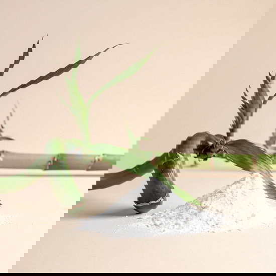 Mehrere Bambuspflanzen