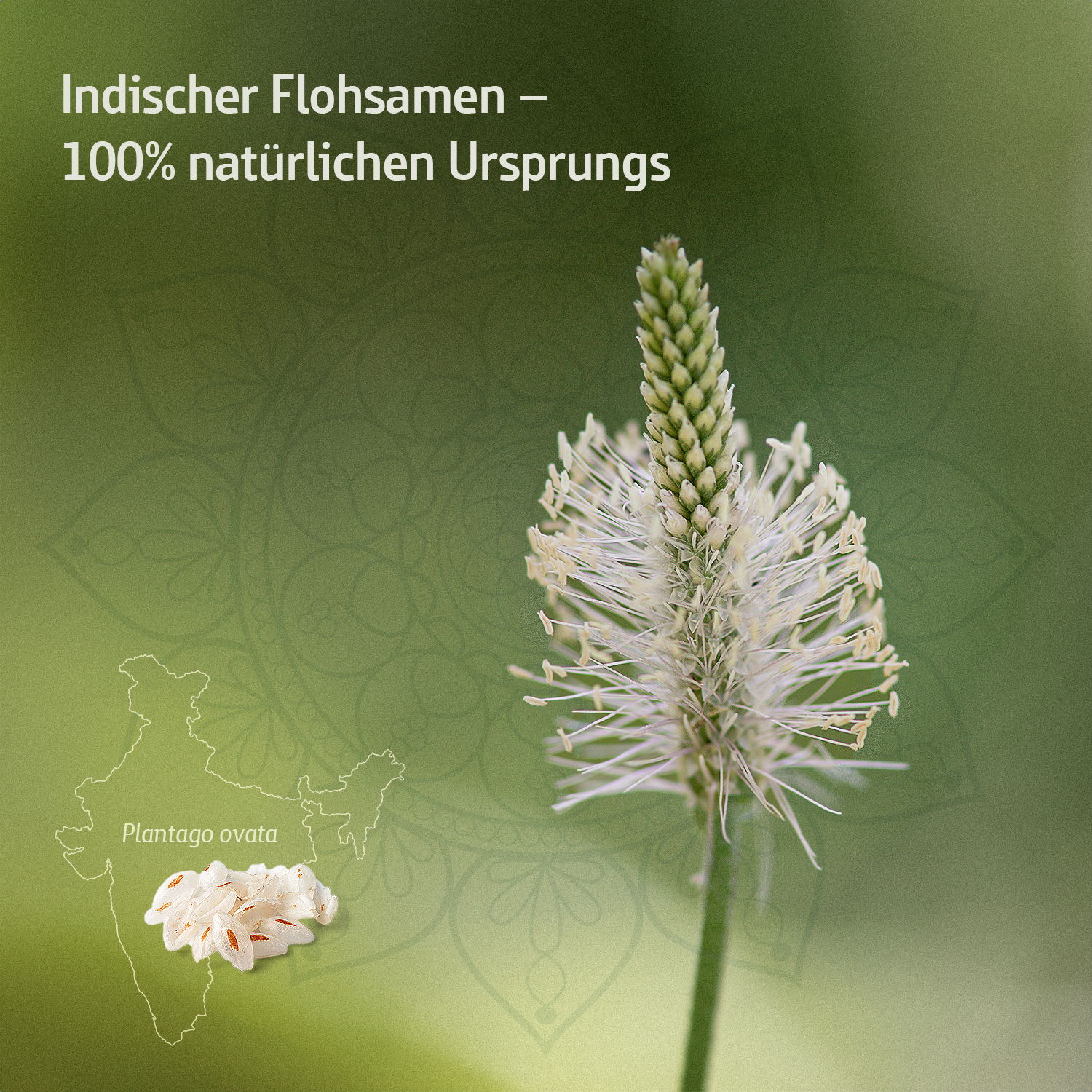 Nahaufnahme der Pflanze Plantago ovata, bekannt als indischer Flohsamen, vor einem grünen Hintergrund mit der Silhouette von Indien.