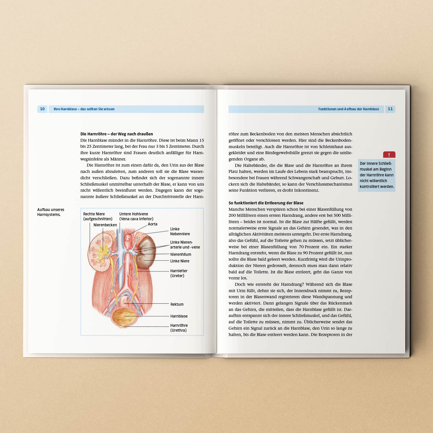 Offenes Buch, das den Aufbau und die Funktion der Harnblase mit Text und Diagrammen erklärt