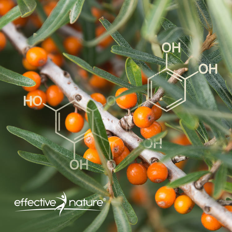 Quercetin-Kapseln - 60 Stk. - 33g