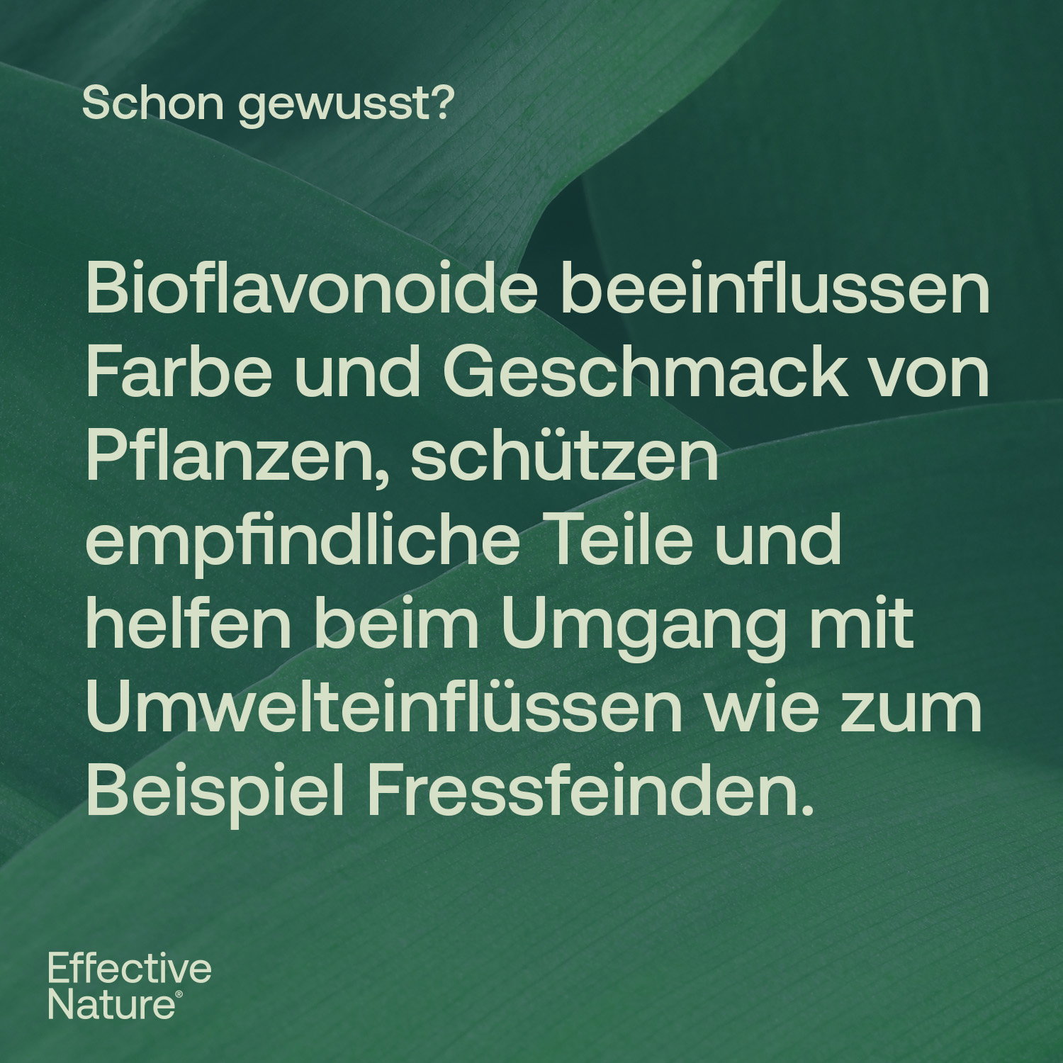 Grapefruitkernextrakt - Bio - 50ml