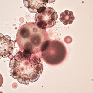 Vegan - gewonnen aus dem Pilz Blakeslea Trispora