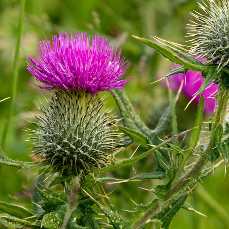 Lila blühende Distel in einer grünen Umgebung
