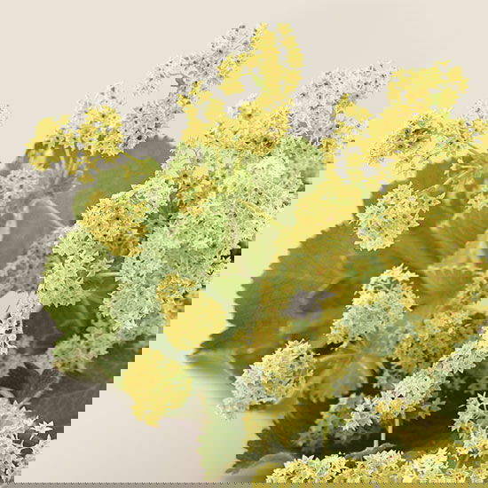 Nahaufnahme des Frauenmantels