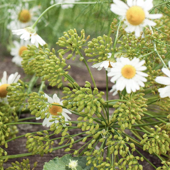 Mit Kamille und Fenchel