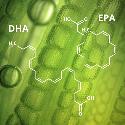 Omega-3: DHA und EPA