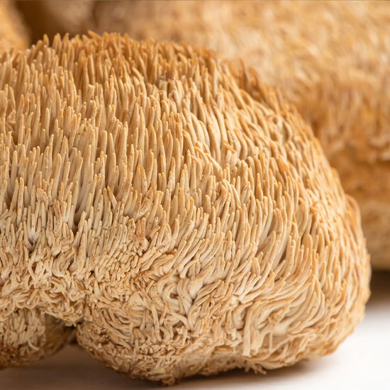 Lion's Mane - Vitalpilz-Elixier