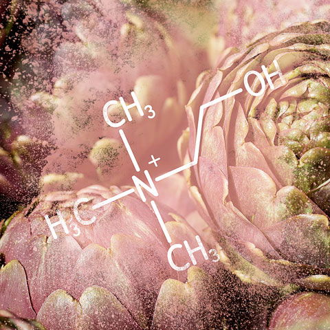 Cholin - chemische Formel