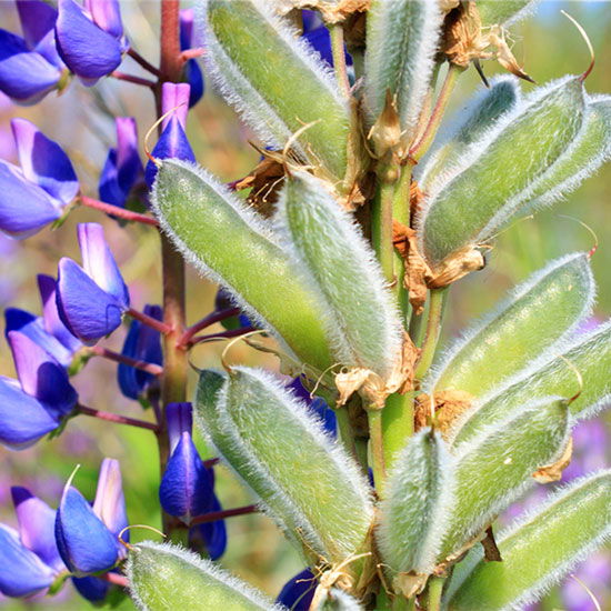 Lupinenpflanze mit violetten Blüten. 