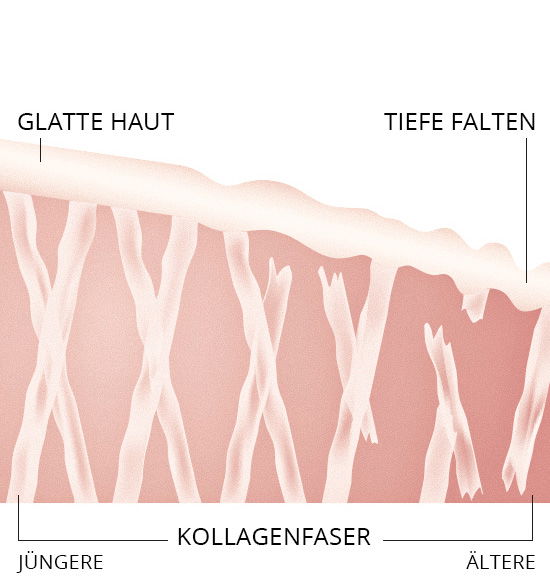 Kollagengewebe im grafischen Querschnitt