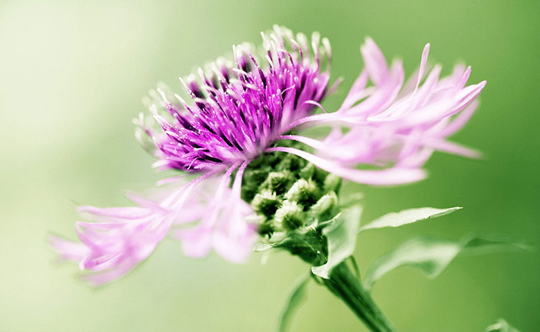 Grossaufnahme Mariendistel 