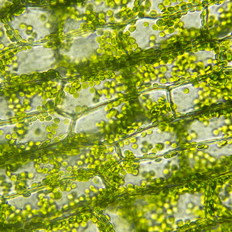 Mikroskopische Ansicht einer grünen Alge