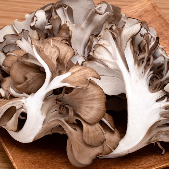 Maitake