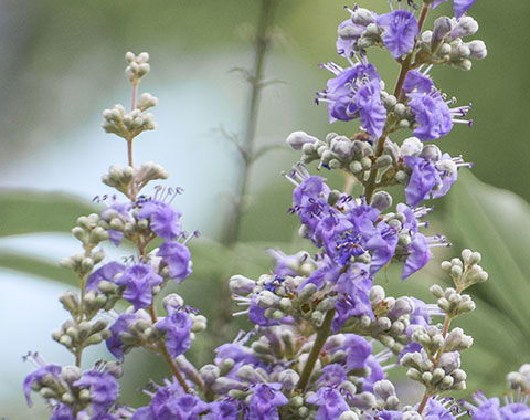 Blüten von Mönchspfeffer